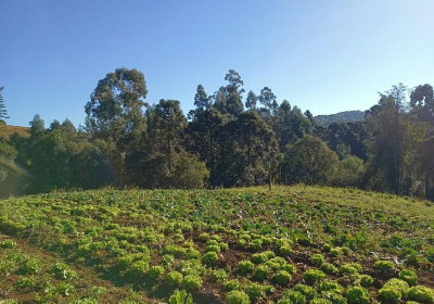 Terreno urbano 800m² com casa de madeira em Caçador/SC - 62,5% ideal