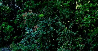 Terreno com 1.000m² em Santa Cruz do Sul/RS