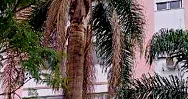 Apartamento com 2 Quartos e 2 Banheiros na Vila São José