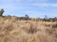 Fazenda desocupada com 183,69 ha, ideal para agropecuária