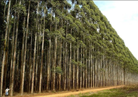 Imóvel Rural com 4,84ha de eucaliptos em Durandé/MG