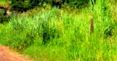 Terreno Rural em Paranavaí - Ampla Área