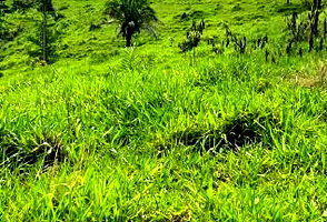 Sítio rural de 12,10 ha com pastagem e instalações