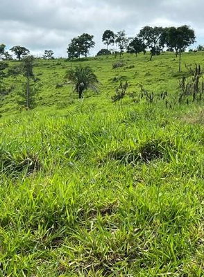 Sítio com 12,1 ha em Alta Floresta D'Oeste/RO