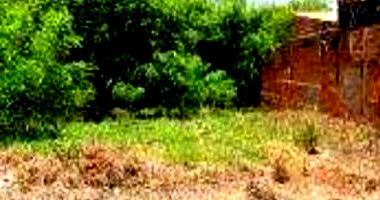 Lote Desocupado em Araçatuba com 300 m²