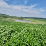 Fração de campo com casa de 6 peças e barragem, área 15,56ha