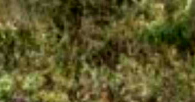 Terreno 140m² com ocupação, ideal para investimento