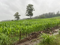 Terreno de 7,5ha em Campina das Missões/RS