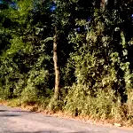 Espaçoso Terreno de 5.486 m² no Centro - Oportunidade Única