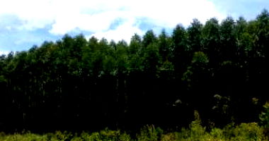 Fração de Terreno Rural com Eucaliptos