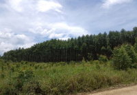 Fração de Terreno Rural com Eucaliptos