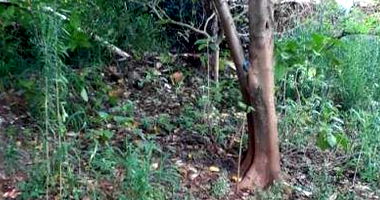 Terreno Urbano no Parque Dom Pedro I - 180m²