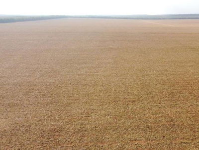 Fazenda Elo Verde - 2.200 hectares em Brasnorte/MT