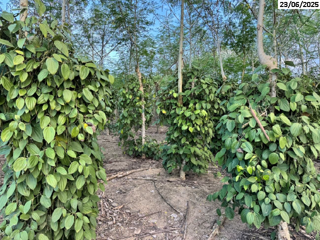 Chácara Rural de 5,44 ha com 5.000 Pés de Pimenta