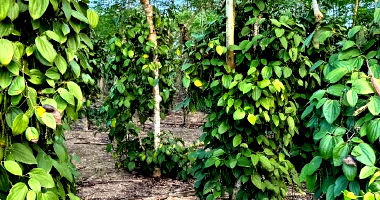 Chácara Rural de 5,44 ha com 5.000 Pés de Pimenta