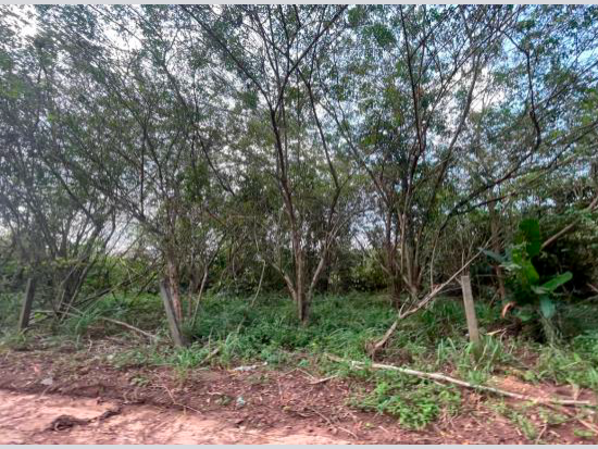 Terreno em Castanhal - PA com 1.500m²