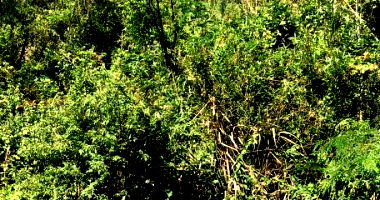 Fração Ideal de Imóvel Rural com Mata Nativa