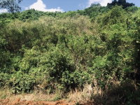 Fração Ideal de Imóvel Rural com Mata Nativa