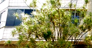 Apartamento Triplex 4 Quartos 2 Suítes Área Gourmet - Silveira, BH/MG