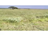 Área Rural em Leilão com 38,81ha