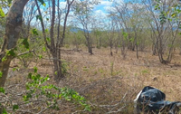 Terreno rural com 5 tarefas em Dois Riachos/AL