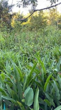Fazenda Brejão - 81,88 ha em Goiatins/TO - Oportunidade Rural