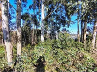 Terreno de 440m² em Arvorezinha/RS - Ótima Localização