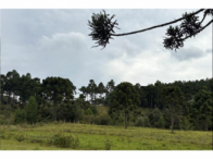 Sítio com 28,89 hectares em Correia Pinto/SC