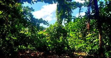 Terreno em Barra de Santo Antônio com 1350m²