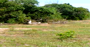 Fazenda com 108,53 hectares, topografia plana, vegetação nativa