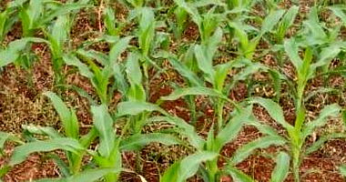 Chácara Rural com 29.387m² em Viadutos-RS