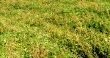 Imóvel Rural em Fortaleza de Minas - 65,30,79 HA