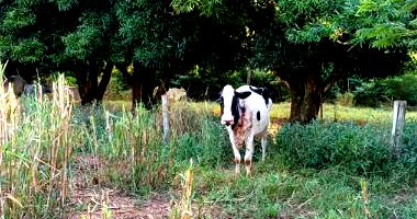 07 Vacas e 02 Bezerros Girolanda em Leilão