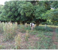 07 Vacas e 02 Bezerros Girolanda em Leilão