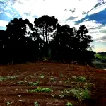 Gleba Rural com Galpão de Madeira 500m², Área 5,33 ha