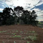 Gleba Rural com Galpão de Madeira 500m², Área 5,33 ha