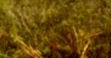 Terreno 140m² no Loteamento Vivari