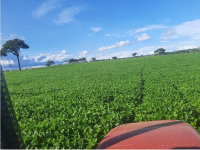 Imóvel Rural com 31,5324 HA em Estância Sol Nascente