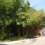 Terreno amplo de 303 m² em área residencial, ideal para projetos.