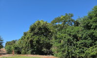 Terreno urbano de 600m² em loteamento Quatro Porteiras