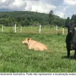 Terreno Rural 989 hectares em Engenho Jenipapo com grande potencial