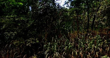 Sítio com 13,67 hectares de pastagem, sem construção