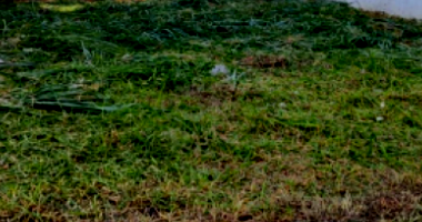 Terreno calçado e murado com 600m² em Vila Harmonia