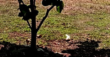 Terreno Urbano em Terra Roxa - 315,39 m² Desocupado