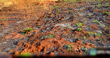 Terreno em Nova Alvorada do Sul - 253m²