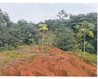 Sítio Britam: Imóvel Rural com 80.36ha em Presidente Figueiredo