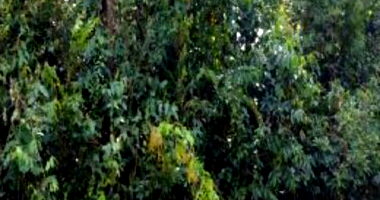 Terreno de 1000m² em condomínio, lote 13, imóvel ocupado