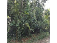 Terreno de 1000m² em condomínio, lote 13, imóvel