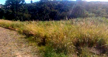 Terreno em Tibagi com 323,12m²