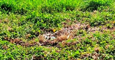 Terreno Regular de 250m² em Barra Bonita - Desocupado